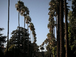 iconic palm tree lined Foothill Road, Beverly Hills iconic palm tree lined Foothill Road, Beverly Hills